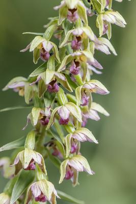 Epipactis helleborine, Breitblättrige Stendelwurz, Breitblättrige Sumpfwurz Epipactis helleborine, Breitblättrige Stende-stock-foto