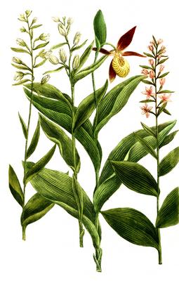Botanik, Pflanzen, Breitblättrige Stendelwurz, mit den Unterarten, Helleborine calceolus, latifolia, flore alba, carneo,-stock-foto
