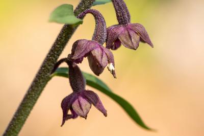 Closeup of a flowering royal helleborine orchid (Epipactis atrorubens), sunny day in summer in the Austrian Alps Austri-stock-photo