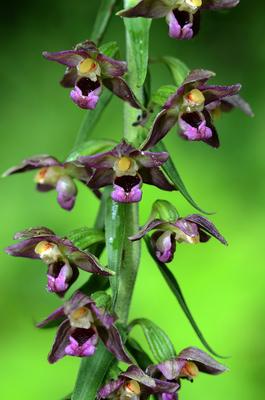 Breitblättrige Stendelwurz (Epipactis helleborine) Breitblättrige Stendelwurz (Epipactis helleborine) Blüte Nahansicht C-stock-foto