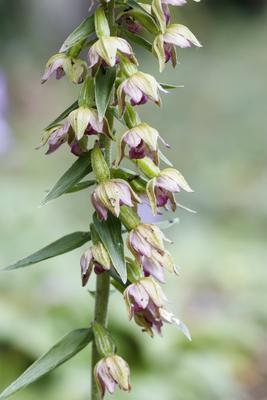 Epipactis helleborine, Breitblättrige Stendelwurz, Breitblättrige Sumpfwurz Epipactis helleborine, Breitblättrige Stende-stock-foto