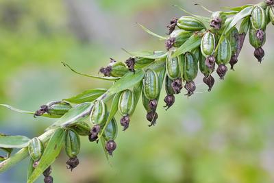 Breitblaettrige Stendelwurz, Breitblaettrige Staendelwurz, Breitblaettrige Sumpfwurz (Epipactis helleborine), Fruchtstan-stock-foto