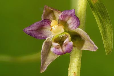 Breitblaettrige Stendelwurz, Breitblaettrige Staendelwurz, Breitblaettrige Sumpfwurz (Epipactis helleborine), zwei Bluet-stock-photo