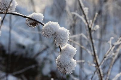 Themenfoto: Winter, Schnee, Winterimpression, Schneefoto, Eifel, Kaltenborn, Deutschland, 14.01.2025-stock-photo