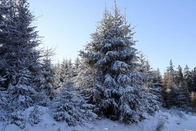 Themenfoto: Winter, Schnee, Winterimpression, Schneefoto, Eifel, Kaltenborn, Deutschland, 14.01.2025-stock-photo