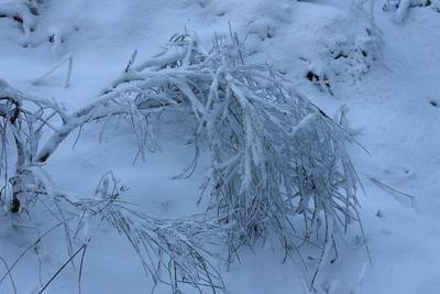 Themenfoto: Winter, Schnee, Winterimpression, Schneefoto, Eifel, Kaltenborn, Deutschland, 14.01.2025-stock-photo