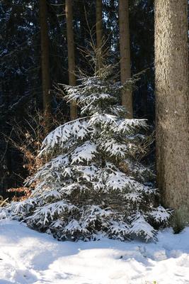 Themenfoto: Winter, Schnee, Winterimpression, Schneefoto, Eifel, Kaltenborn, Deutschland, 14.01.2025-stock-foto