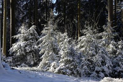 Themenfoto: Winter, Schnee, Winterimpression, Schneefoto, Eifel, Kaltenborn, Deutschland, 14.01.2025-stock-foto