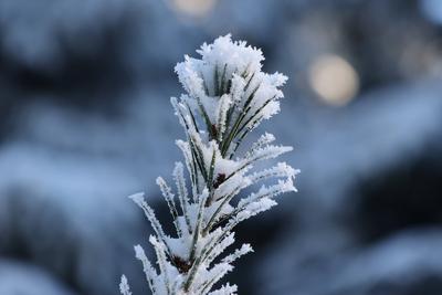 Themenfoto: Winter, Schnee, Winterimpression, Schneefoto, Eifel, Kaltenborn, Deutschland, 14.01.2025-stock-foto