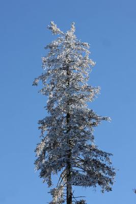 Themenfoto: Winter, Schnee, Winterimpression, Schneefoto, Eifel, Kaltenborn, Deutschland, 14.01.2025-stock-foto