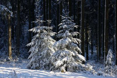 Themenfoto: Winter, Schnee, Winterimpression, Schneefoto, Eifel, Kaltenborn, Deutschland, 14.01.2025-stock-foto
