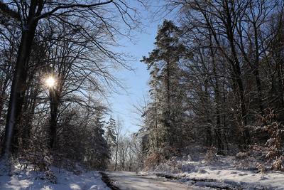 Themenfoto: Winter, Schnee, Winterimpression, Schneefoto, Eifel, Kaltenborn, Deutschland, 14.01.2025-stock-foto