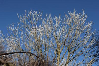 Themenfoto: Winter, Schnee, Winterimpression, Schneefoto, Eifel, Kaltenborn, Deutschland, 14.01.2025-stock-foto