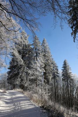 Themenfoto: Winter, Schnee, Winterimpression, Schneefoto, Eifel, Kaltenborn, Deutschland, 14.01.2025-stock-foto