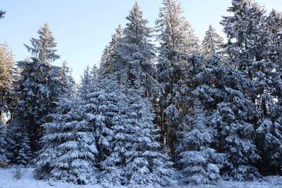 Themenfoto: Winter, Schnee, Winterimpression, Schneefoto, Eifel, Kaltenborn, Deutschland, 14.01.2025-stock-foto