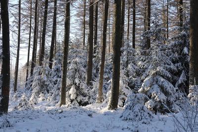 Themenfoto: Winter, Schnee, Winterimpression, Schneefoto, Eifel, Kaltenborn, Deutschland, 14.01.2025-stock-foto