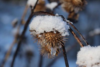 Themenfoto: Winter, Schnee, Winterimpression, Schneefoto, Eifel, Kaltenborn, Deutschland, 14.01.2025-stock-foto