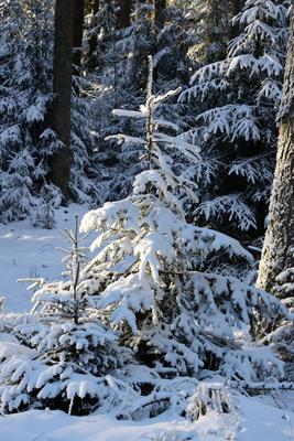 Themenfoto: Winter, Schnee, Winterimpression, Schneefoto, Eifel, Kaltenborn, Deutschland, 14.01.2025-stock-foto