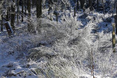 Themenfoto: Winter, Schnee, Winterimpression, Schneefoto, Eifel, Kaltenborn, Deutschland, 14.01.2025-stock-foto