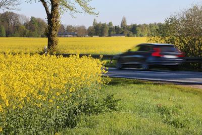 Blick am Donnerstag (18.04.2024) unweit von Dummerstorf (Landkreis Rostock) auf eine Rapsfl?che. Mecklenburg Vorpommern-stock-foto