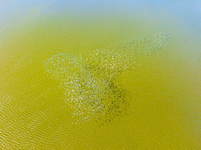 HANGZHOU, CHINA - JANUARY 15: Aerial view of flock of avocets flying over a lake at Hangzhou Qiantang Greater Bay Area W-stock-foto