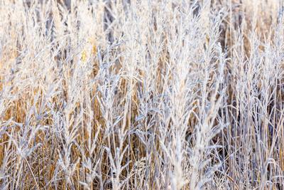 Winterwetter in Brandenburg-stock-foto