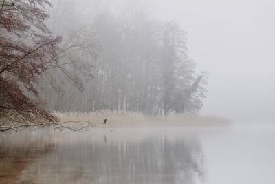 Nebel-stock-foto