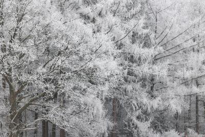 Winter im Siegerland-stock-foto