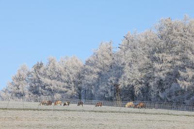 Winter im Siegerland-stock-foto