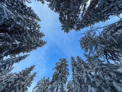 News Bilder des Tages Winter, Tannen, Schnee, Hochschwarzwald, blauer Himmel, Winterlandschaft, Tourismus, Klimawandel *-stock-foto