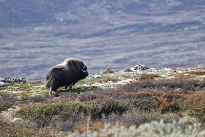 Norwegen --stock-photo