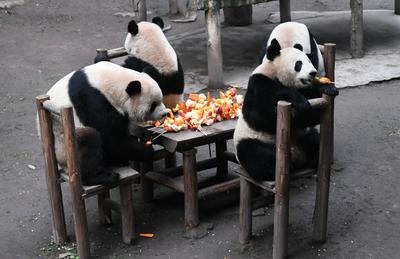 CHONGQING, CHINA - JANUARY 23: Two pairs of giant panda twins, including a pair of male twins named Shuangshuang and Cho-stock-photo