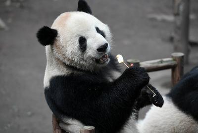 CHONGQING, CHINA - JANUARY 23: A giant panda enjoys special Chinese New Year treats at Chongqing Zoo on January 23, 2025-stock-foto
