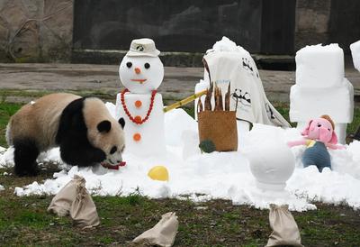 CHONGQING, CHINA - JANUARY 23: Giant panda Yu Ai plays at snow-covered field of Chongqing Zoo on January 23, 2025 in Cho-stock-foto