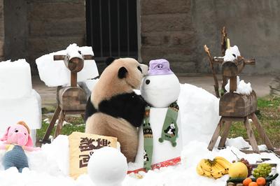 CHONGQING, CHINA - JANUARY 23: Giant panda Yu Ke plays at snow-covered field of Chongqing Zoo on January 23, 2025 in Cho-stock-foto