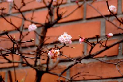 winter bloomss in kastrup copenhagen denmark-stock-photo