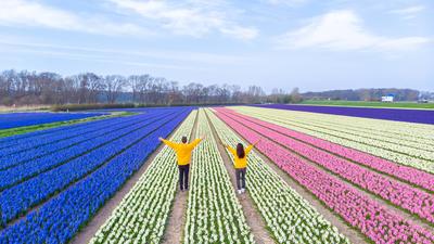 Men and women in flower fields seen from above with a drone in the Netherlands, flower fields Men and women in flower fi-stock-foto