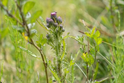 18.06.2020 / Igls, Innsbruck, Tirol, Austria / Bild: Bach-Kratzdistel, Cirsium rivulare / Distel, Disteln, Kratzdistel-stock-foto