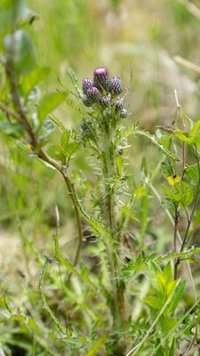 18.06.2020 / Igls, Innsbruck, Tirol, Austria / Bild: Bach-Kratzdistel, Cirsium rivulare / Distel, Disteln, Kratzdistel-stock-foto