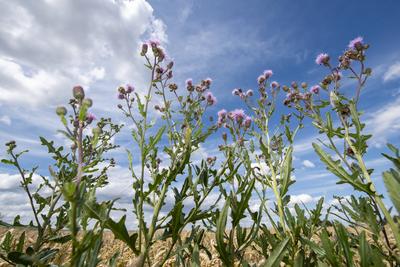 Bl?hende Ackerdisteln in schr?ger Unteransicht auf einem Feld vor leicht bew?lktem Himmel bei sch?nem Wetter Bl?hende Ac-stock-foto