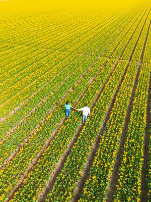 Men and women in flower fields seen from above with a drone in the Netherlands, Tulip fields Spring Men and women in flo-stock-foto