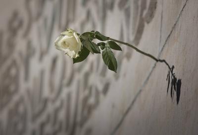 Gedenken der Opfer des 13. Februar 1945 Eine weisse Rose steckt zum Gedenken an die Opfer der Bombennacht des 13. Febru-stock-foto