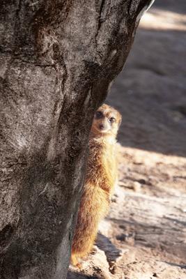 Niedliches Erdm?nnchen versteckt sich hinter einem Baum-stock-photo