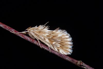 Zahnbindenzuensler, Zahnbinden-Zuensler, Cynaeda dentalis, Grass moth-stock-foto