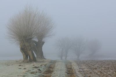 der Weg auf die Felder... Kopfb?ume * Bislicher Insel * an einem tr?ben, nebeligen Tag im Winter, Niederrhein, Nordrhein-Westfalen, Deutschland, Landschaftsaufnahme, typische Landschaft ***-stock-photo