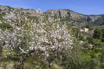 almond blossom and Puig De Balitx almond blossom and Puig De Balitx, Sa Figuera road, Soller, Majorca, Balearic Islands,-stock-foto