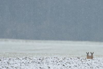 drau?en im Feld... Feldhase * Lepus europaeus *, zwei Hasen sitzen bei Schneefall abwartend auf einem Acker, nasskalter, tr?ber Winter in Nordrhein-Westfalen, heimische Tierwelt, wildlife, Deutschland ***-stock-photo
