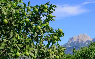 Green oranges ripening on a tree Mallorca, Spain Green oranges ripening on a tree in Soller valley. Copyright: xZoonar.c-stock-foto