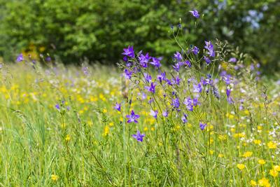 Wiesen-Glockenblume (Campanula patula) bl?ht am alten Steinbruch Schieferberg bei Strehla, Sachsen, Deutschland *** Mead-stock-foto