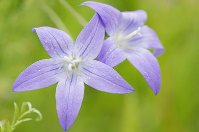Wiesen-Glockenblume, Wiesenglockenblume (Campanula patula), Blueten, Deutschland, Bayern spreading bellflower (Campanula-stock-foto